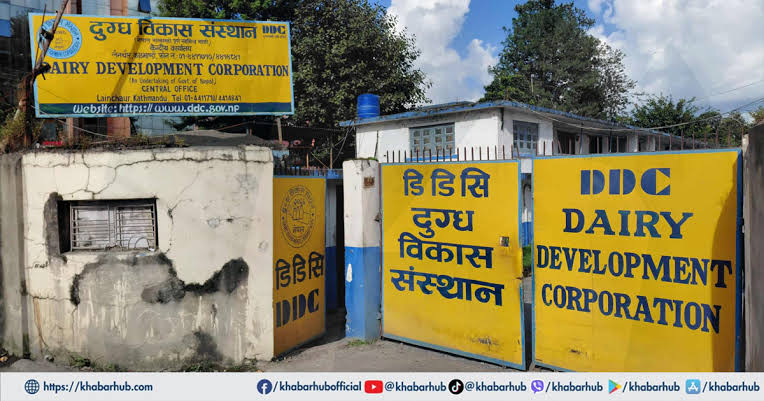 डीडीसीको कडा ‘डेडलाइन’ : साउन मसान्तभित्र सम्पर्क नगरे दुग्ध उत्पादकको दूध नकिन्ने !